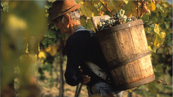 Oremus Tokaj Oremus Tokaj