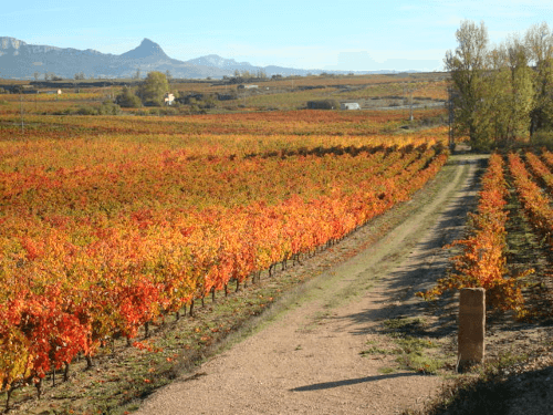 Die Rebflächen von Torre de Oña Die Rebflächen von Torre de Oña