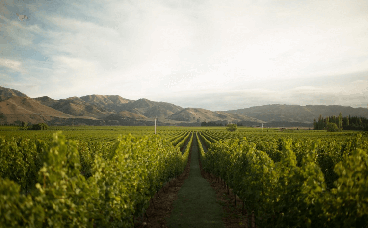 Vinhedo Seddon em Marlborough