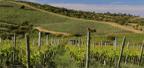 Vinhedos da Montes no Vale de Colchagua