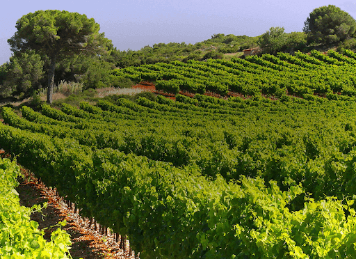 Weinberge von Les Vignobles Foncalieu Weinberge von Les Vignobles Foncalieu