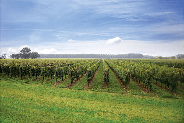 weitläufige Weingärten von Bosco del Merlo